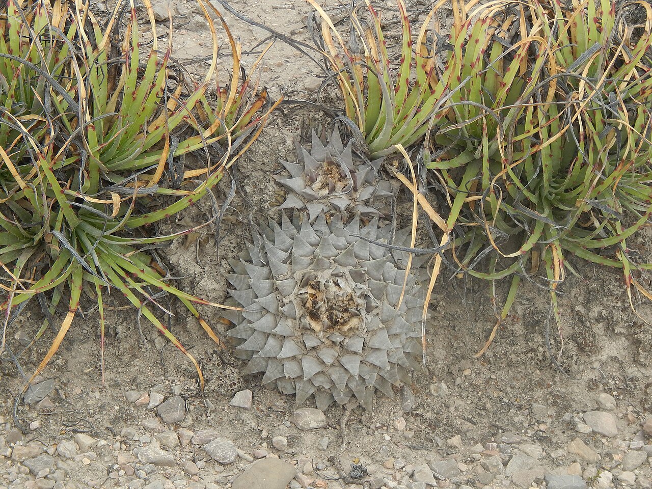 Ariocarpus retusus