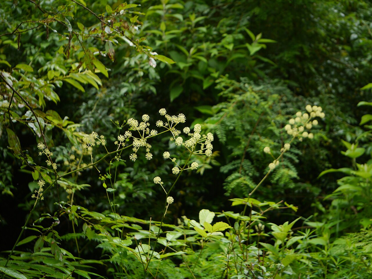 Aralia cachemirica