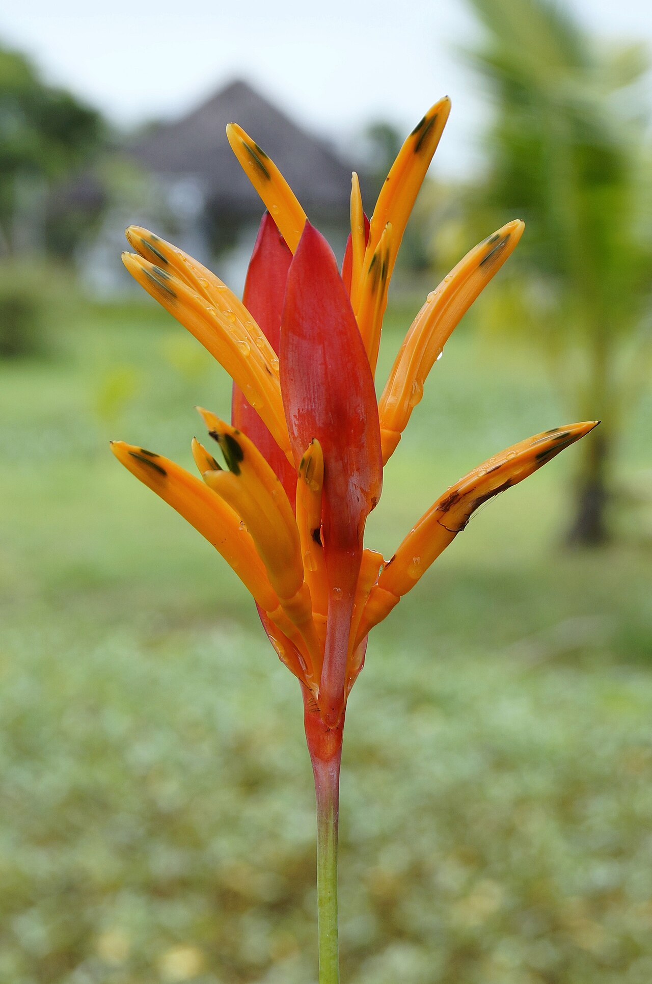 Heliconia psittacorum