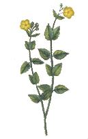 Helianthemum marifolium