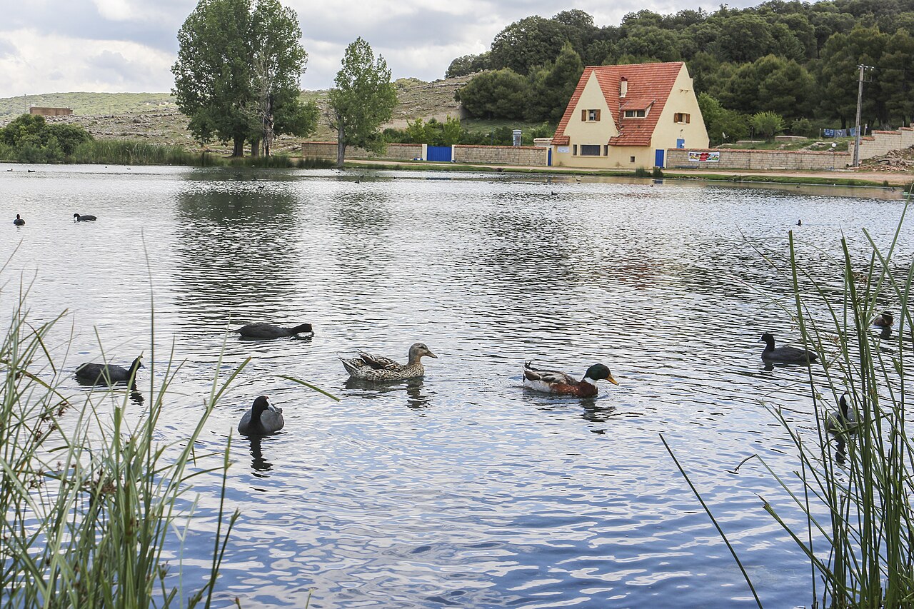 Rouen Duck
