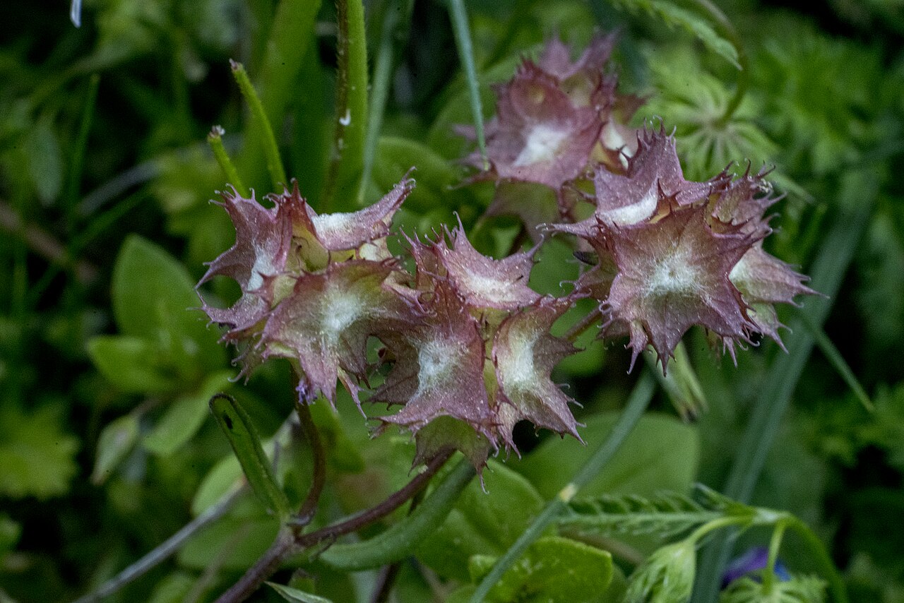 Valerianella obtusiloba