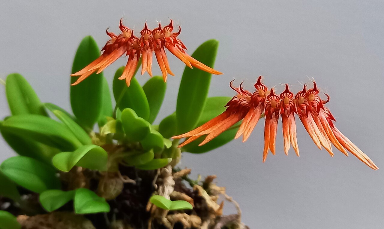 Bulbophyllum calvum
