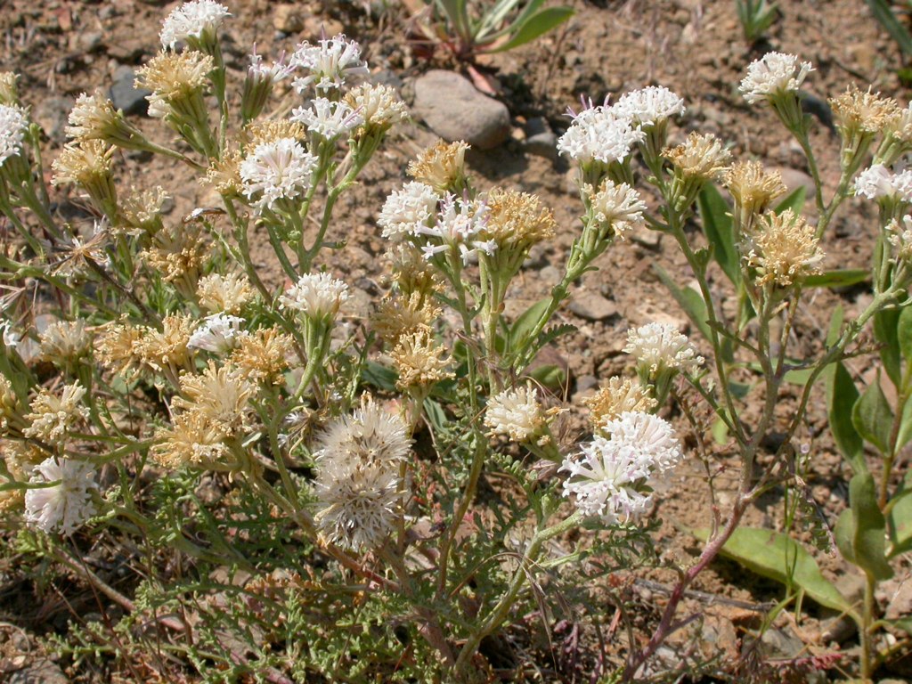 Chaenactis douglasii