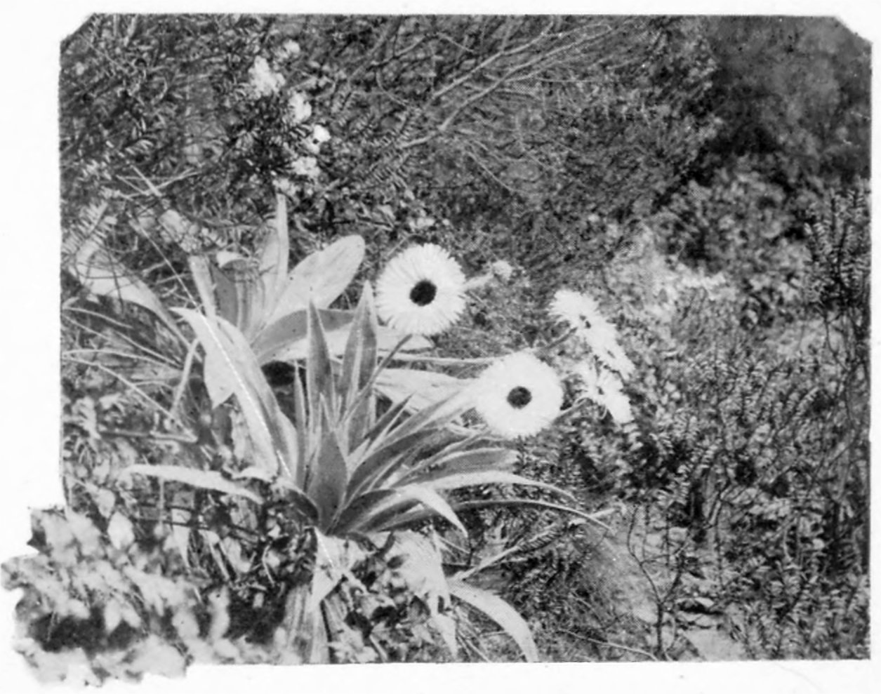 Celmisia coriacea