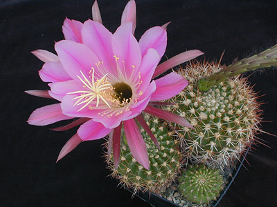 Echinopsis mamillosa