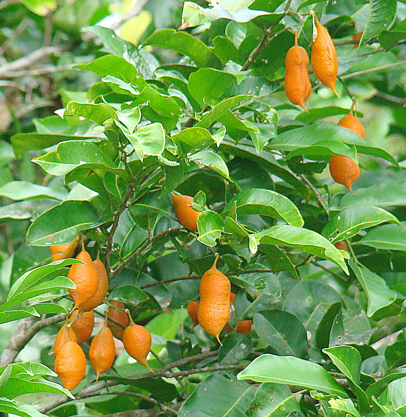 Swartzia simplex