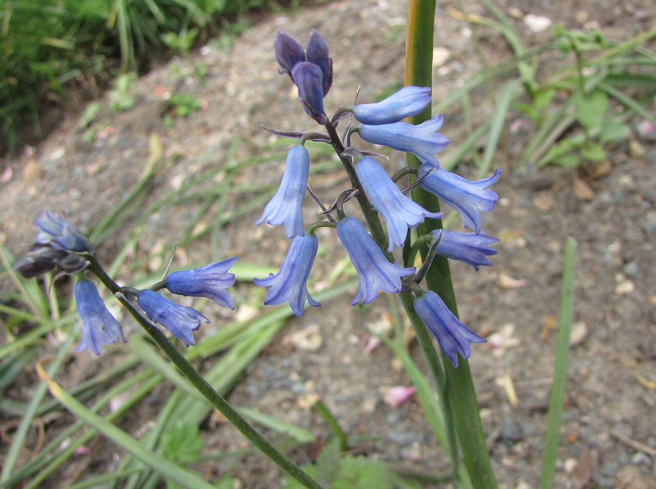 Brimeura amethystina