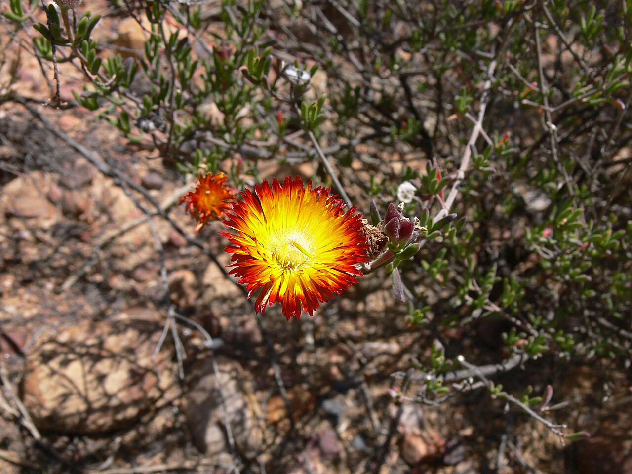 Drosanthemum bicolor