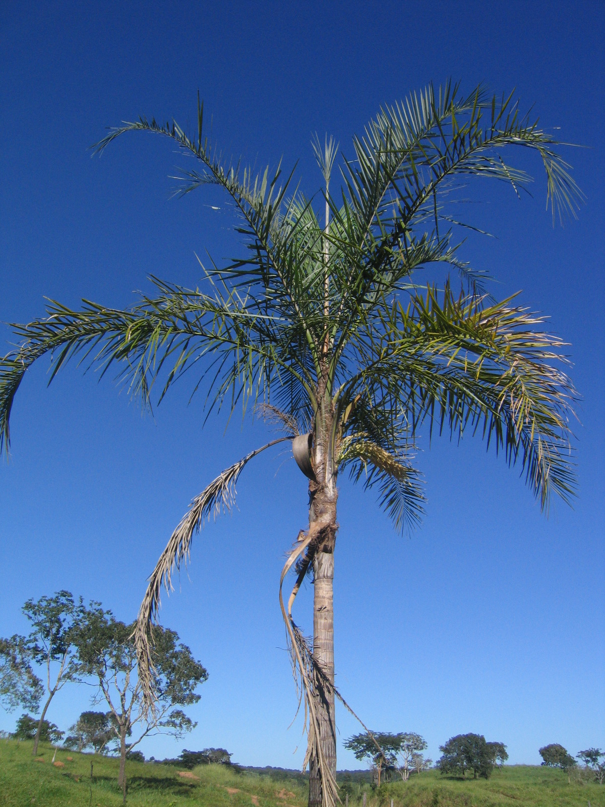 Syagrus oleracea