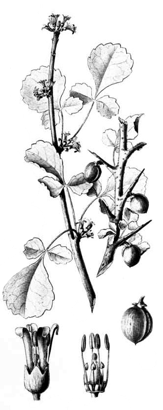 Commiphora