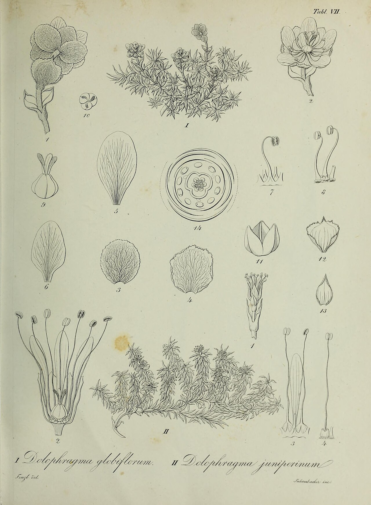 Arenaria globiflora