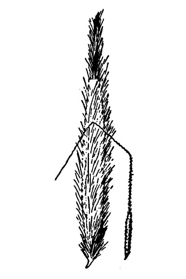 Achnatherum latiglume