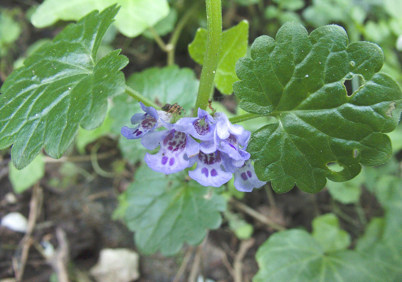 Glechoma hederacea