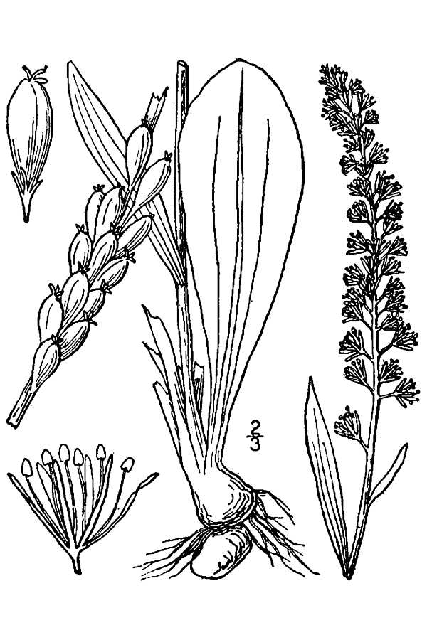 Chamaelirium luteum