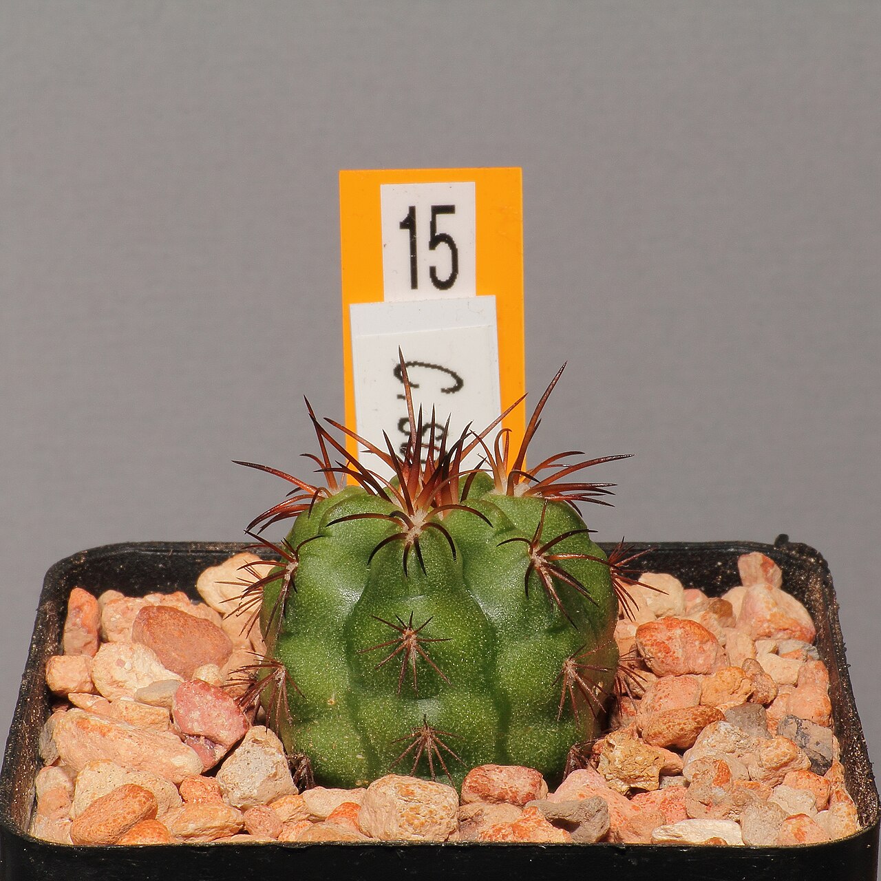 Copiapoa solaris