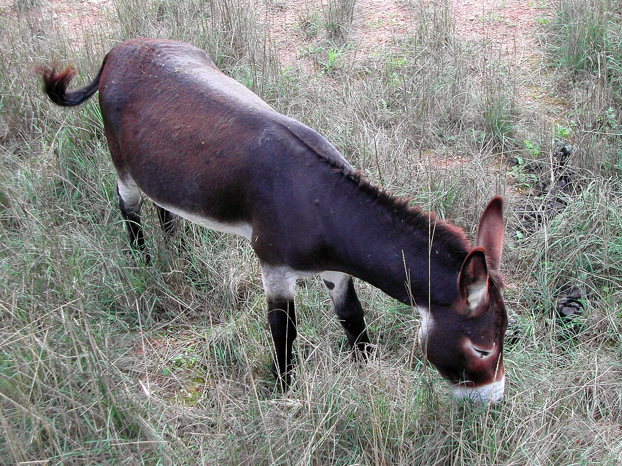 Balearic Donkey