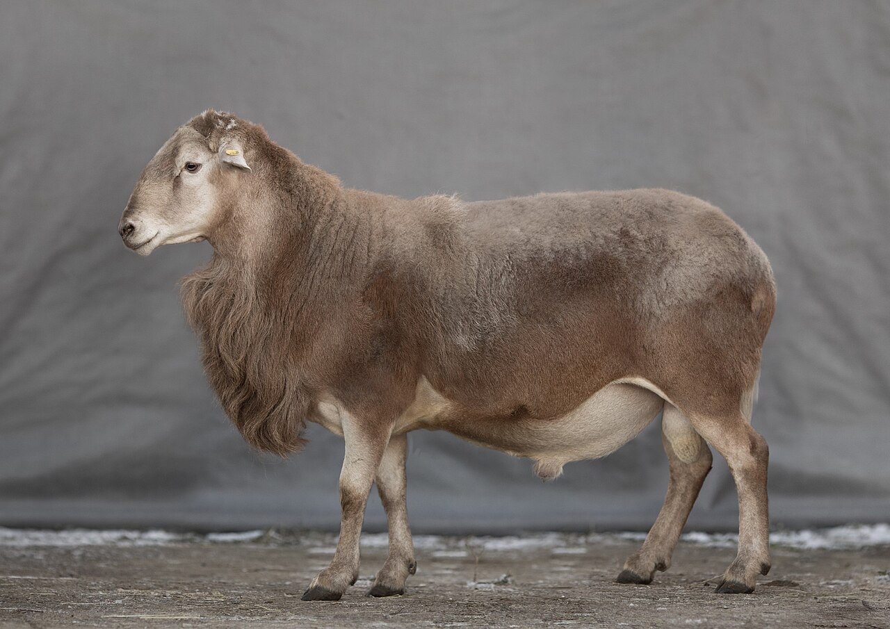 Katumsky sheep