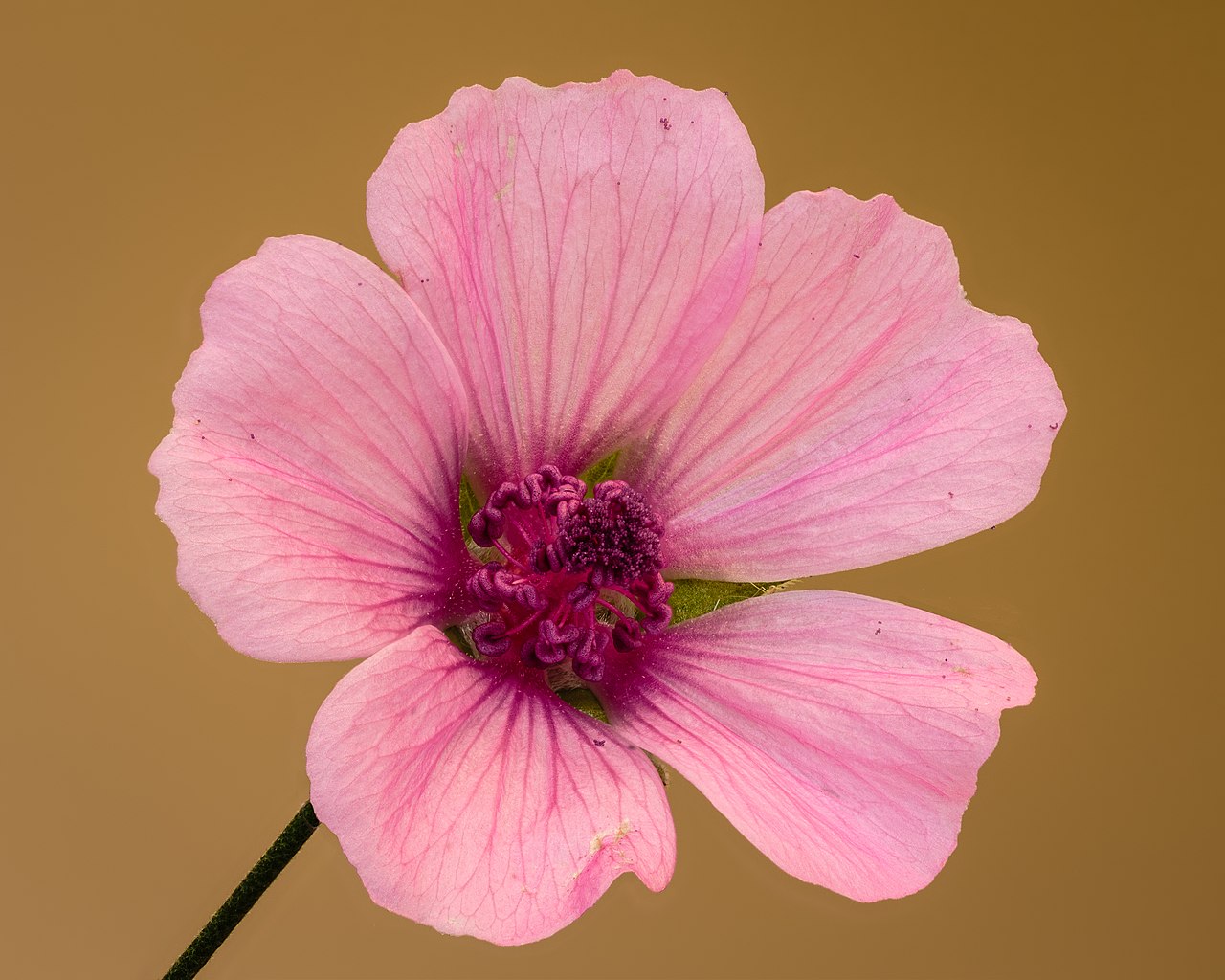Althaea cannabina