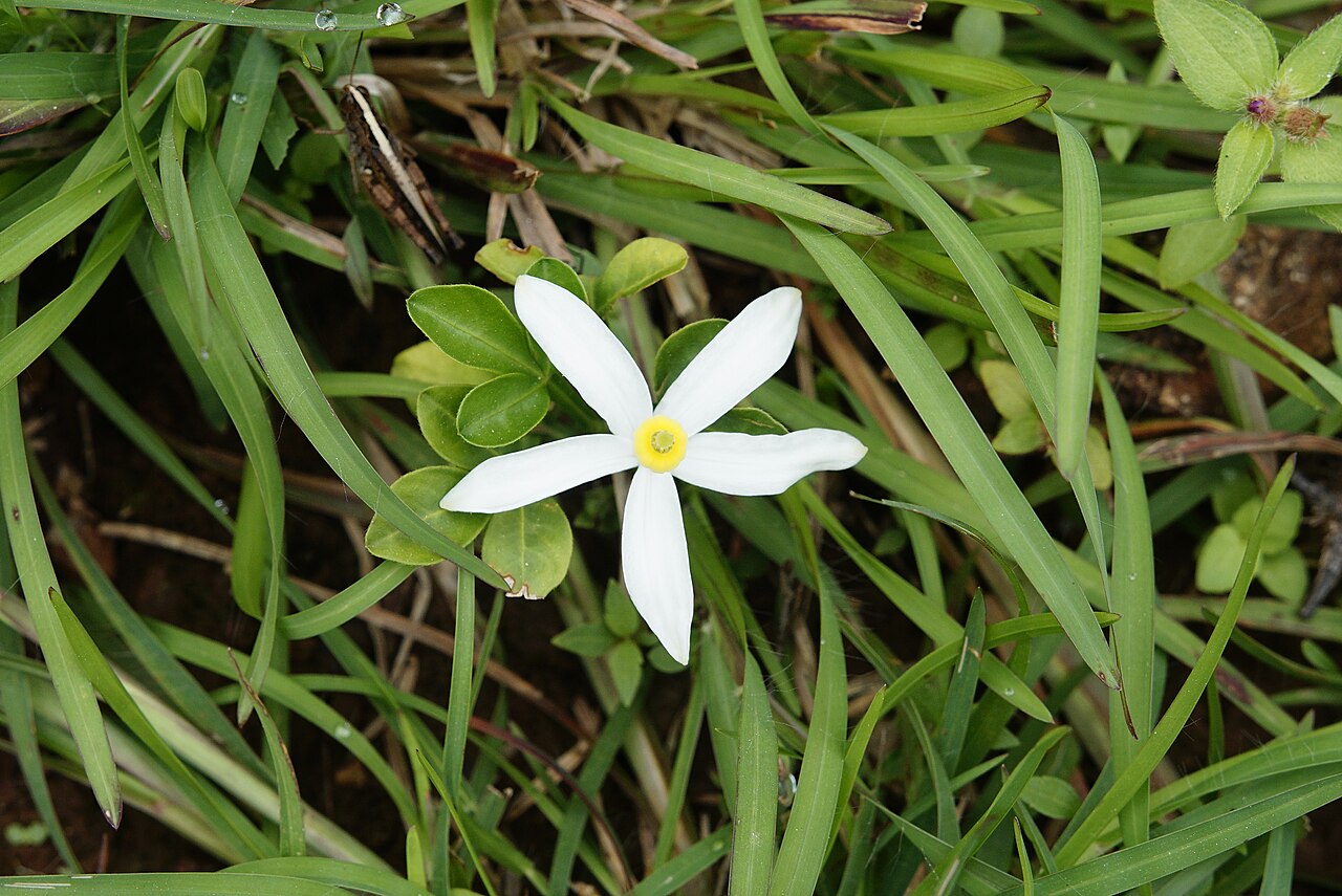 Naregamia alata