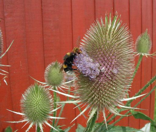 Dipsacus sativus