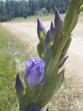 Gentiana sceptrum