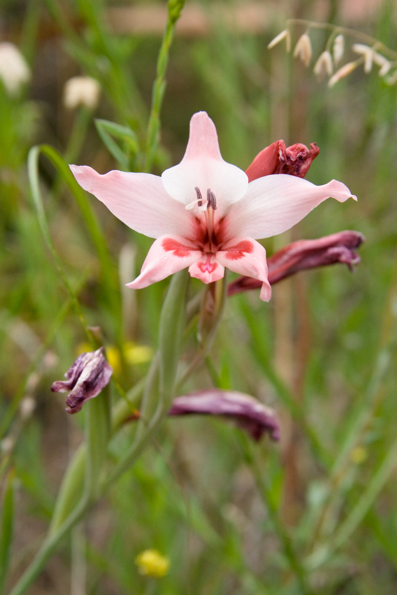 Gladiolus carneus