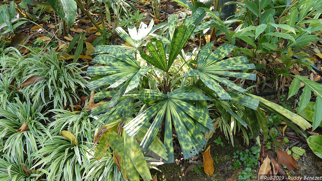 Licuala mattanensis