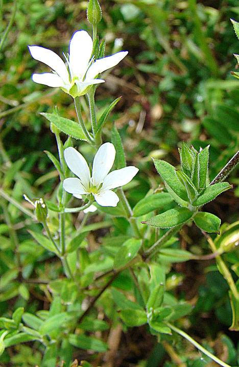 Arenaria lanuginosa