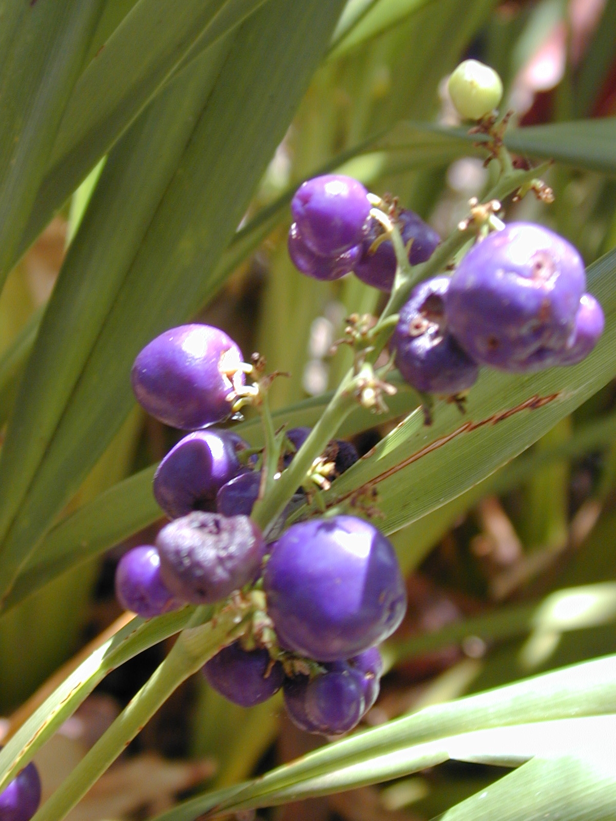 Dianella sandwicensis