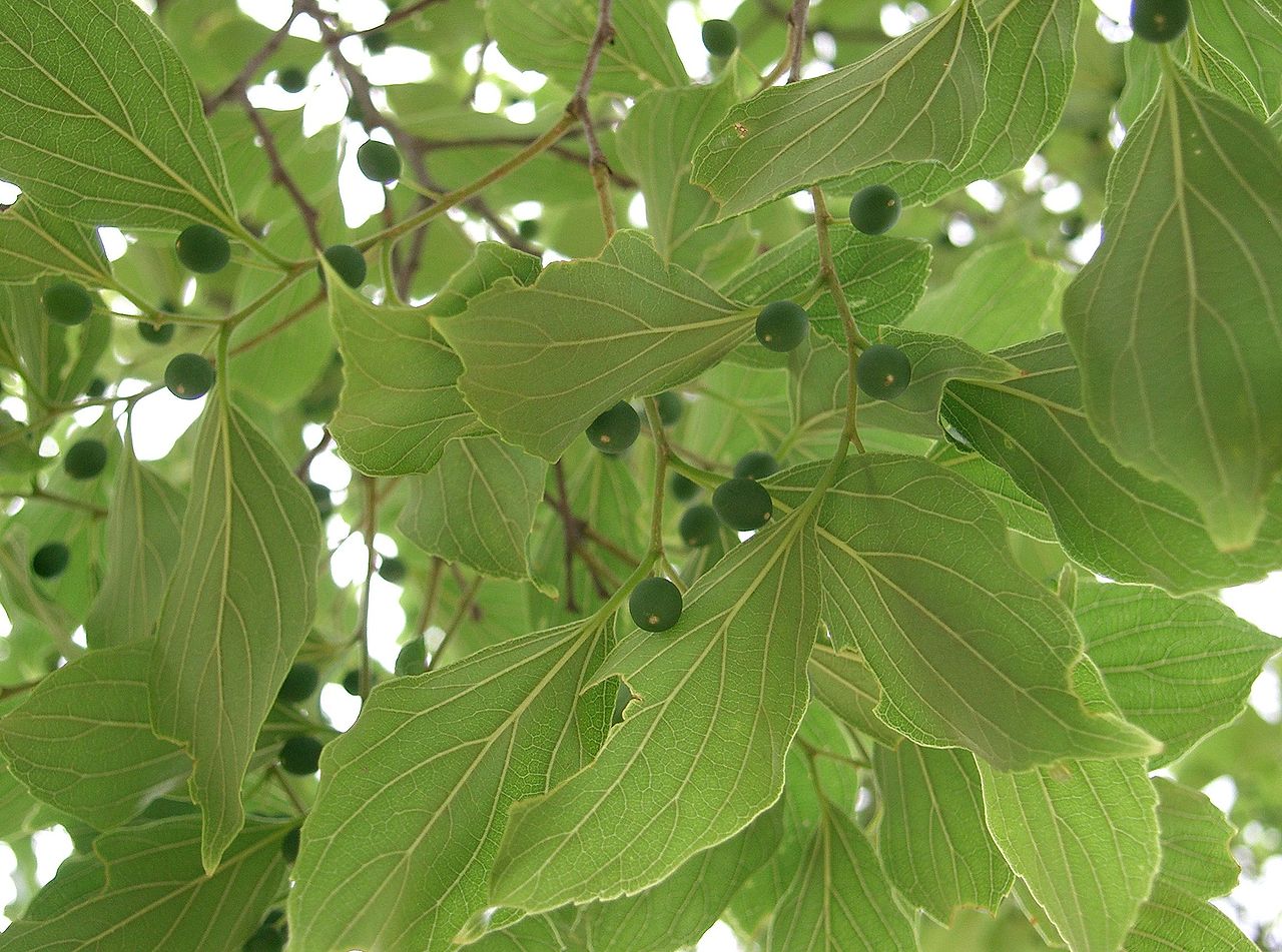 Japanese hackberry or Jesso hackberry