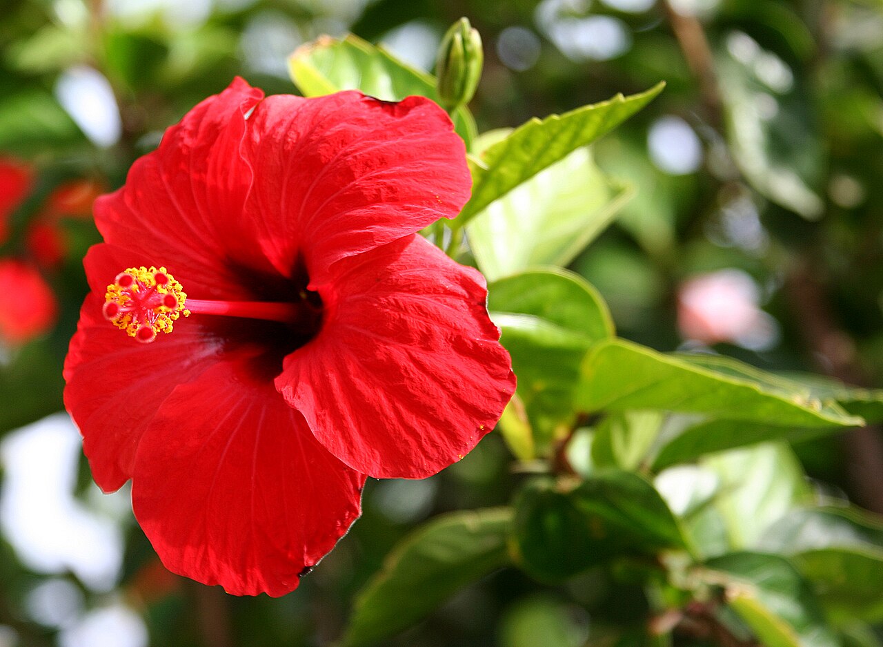 Hibiscus fragilis