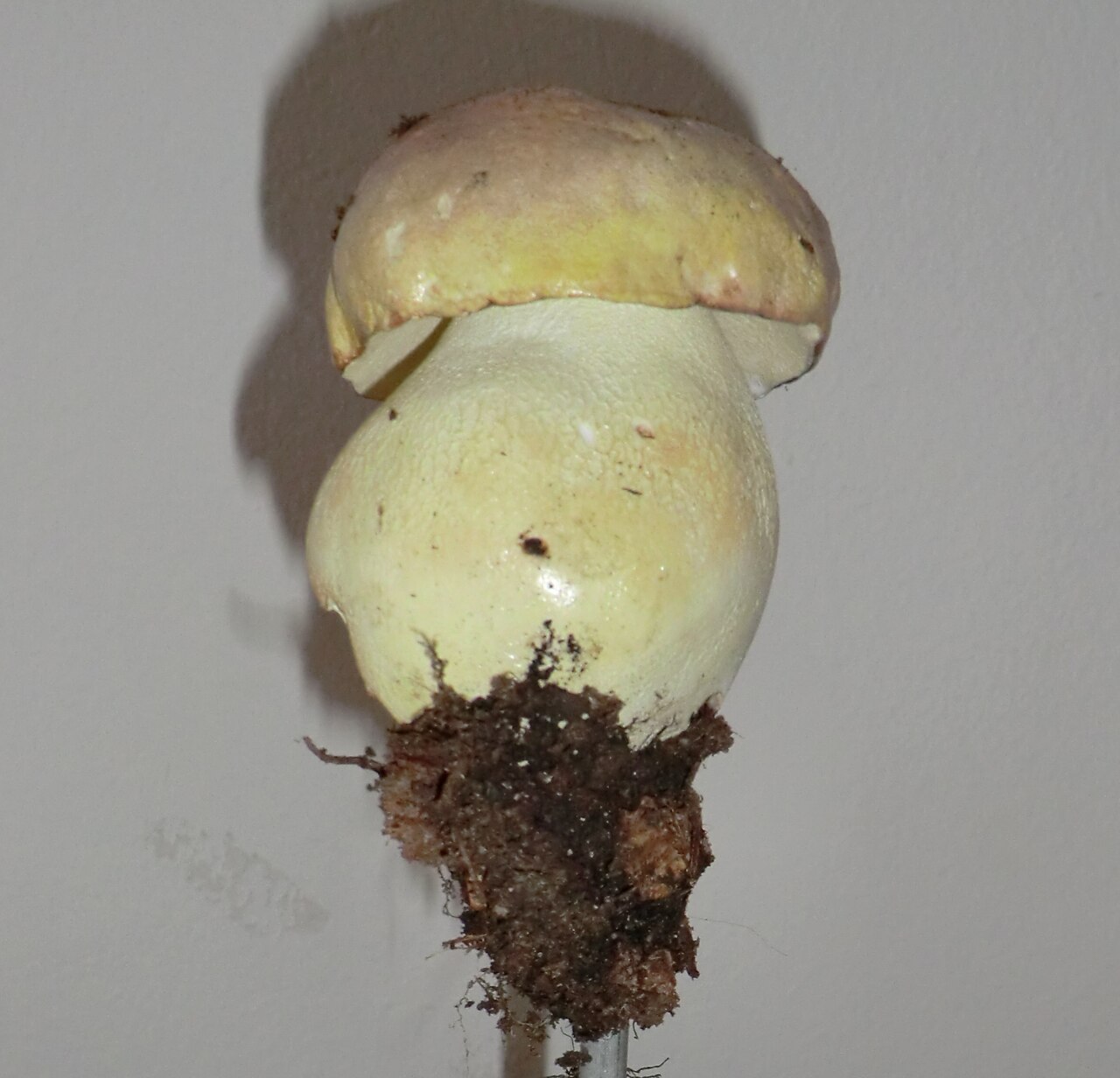 Boletus clavipes