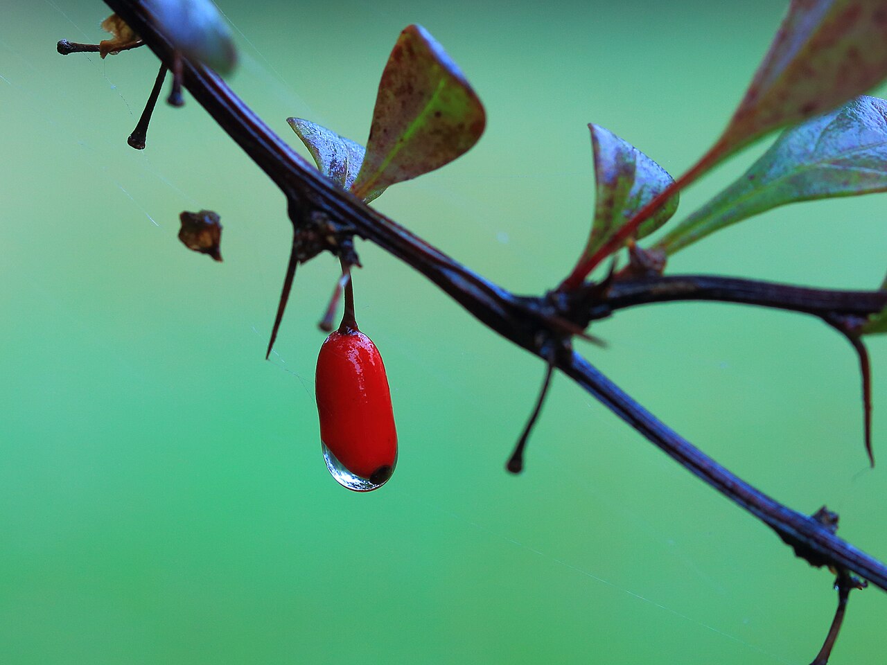 Berberis thunbergii
