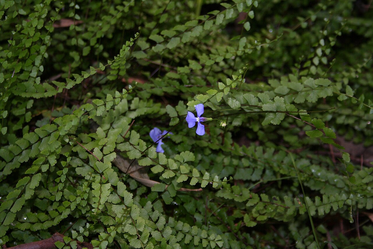 Lobelia andrewsii