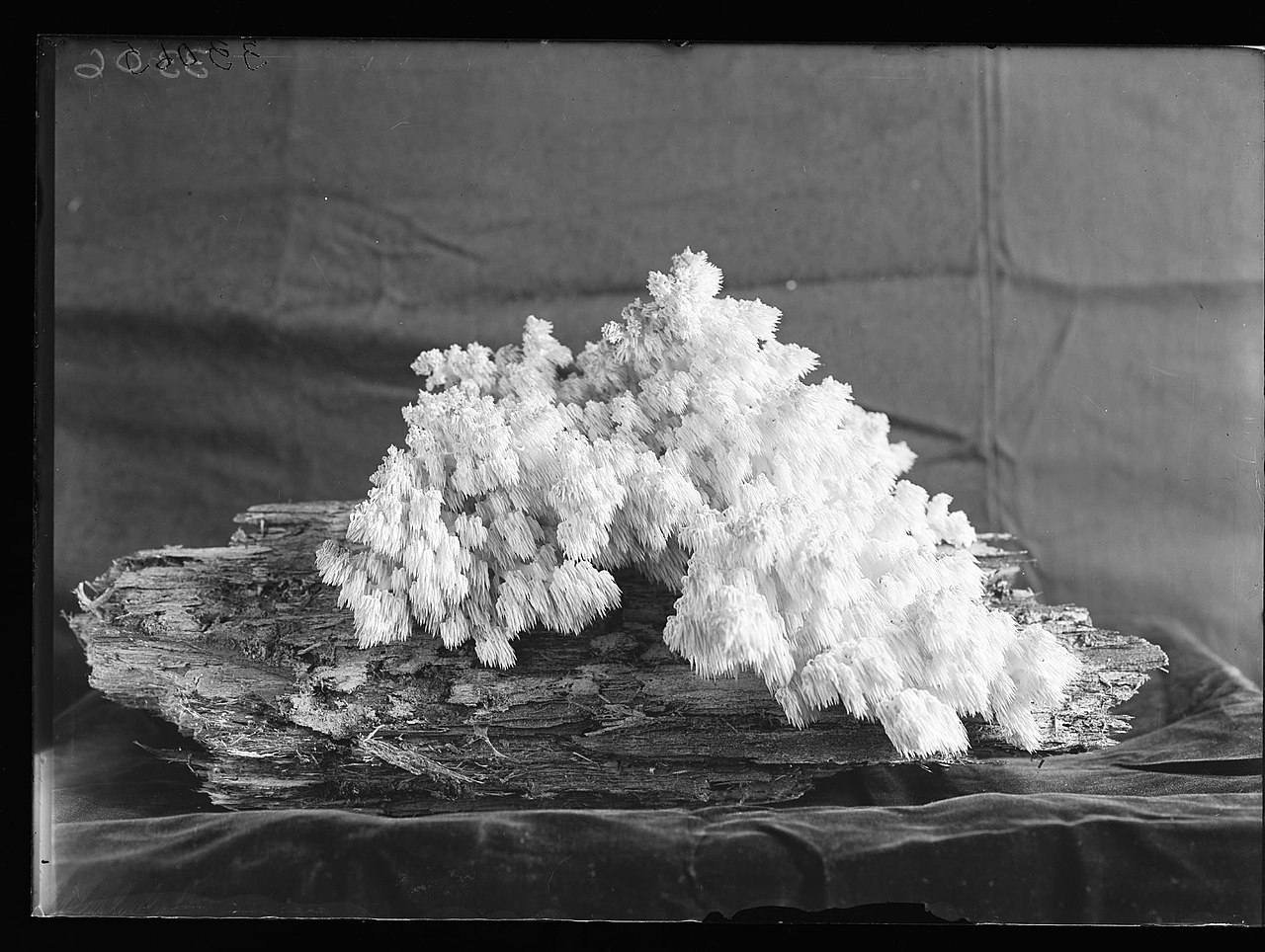 Hericium coralloides