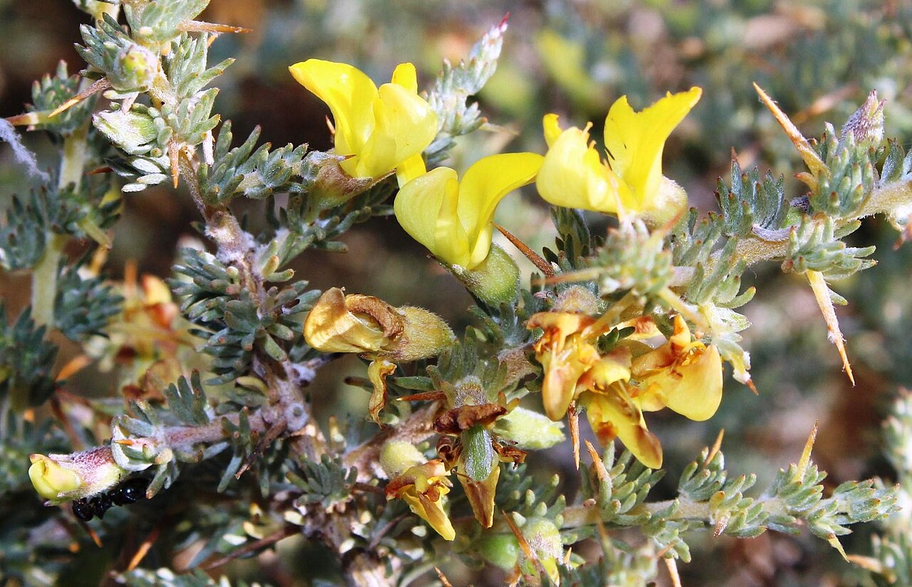Aspalathus acanthophylla