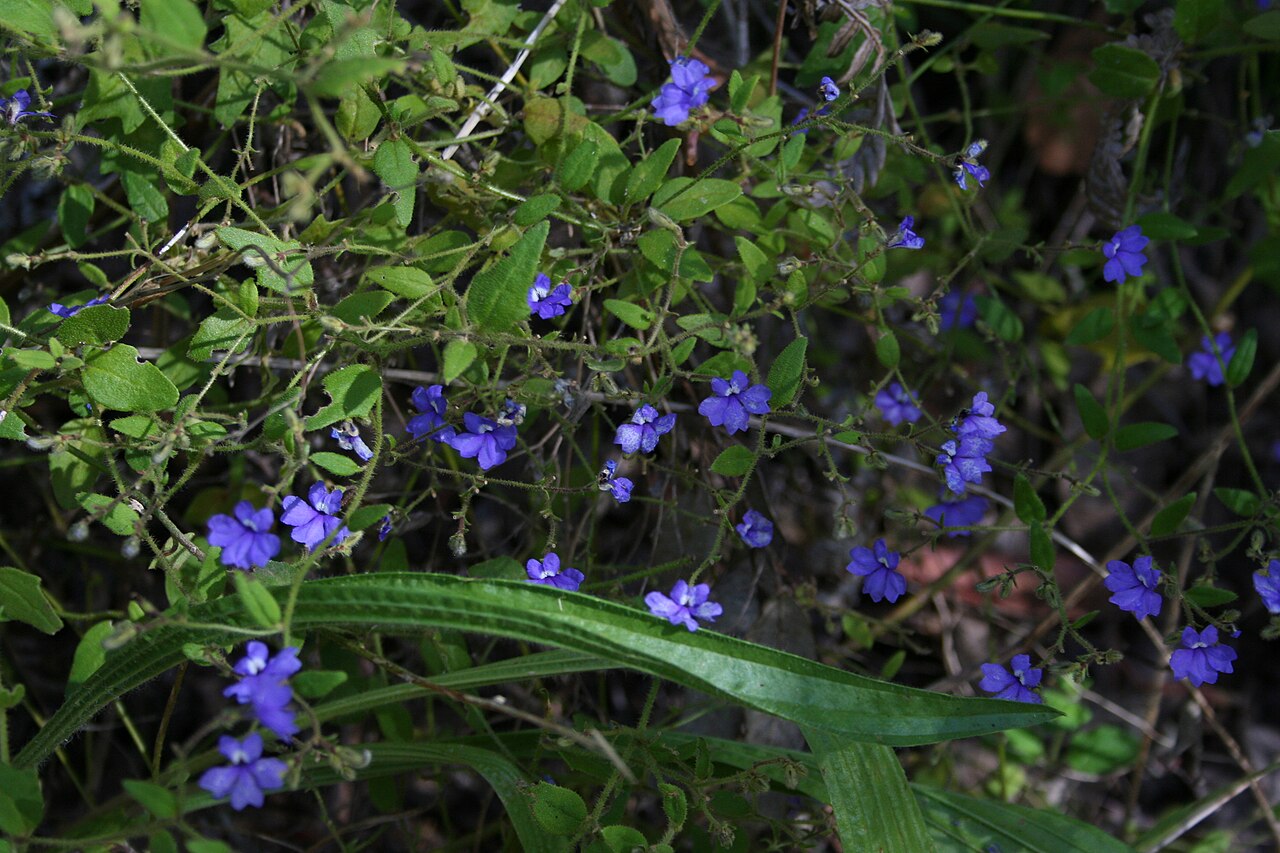 Dampiera hederacea