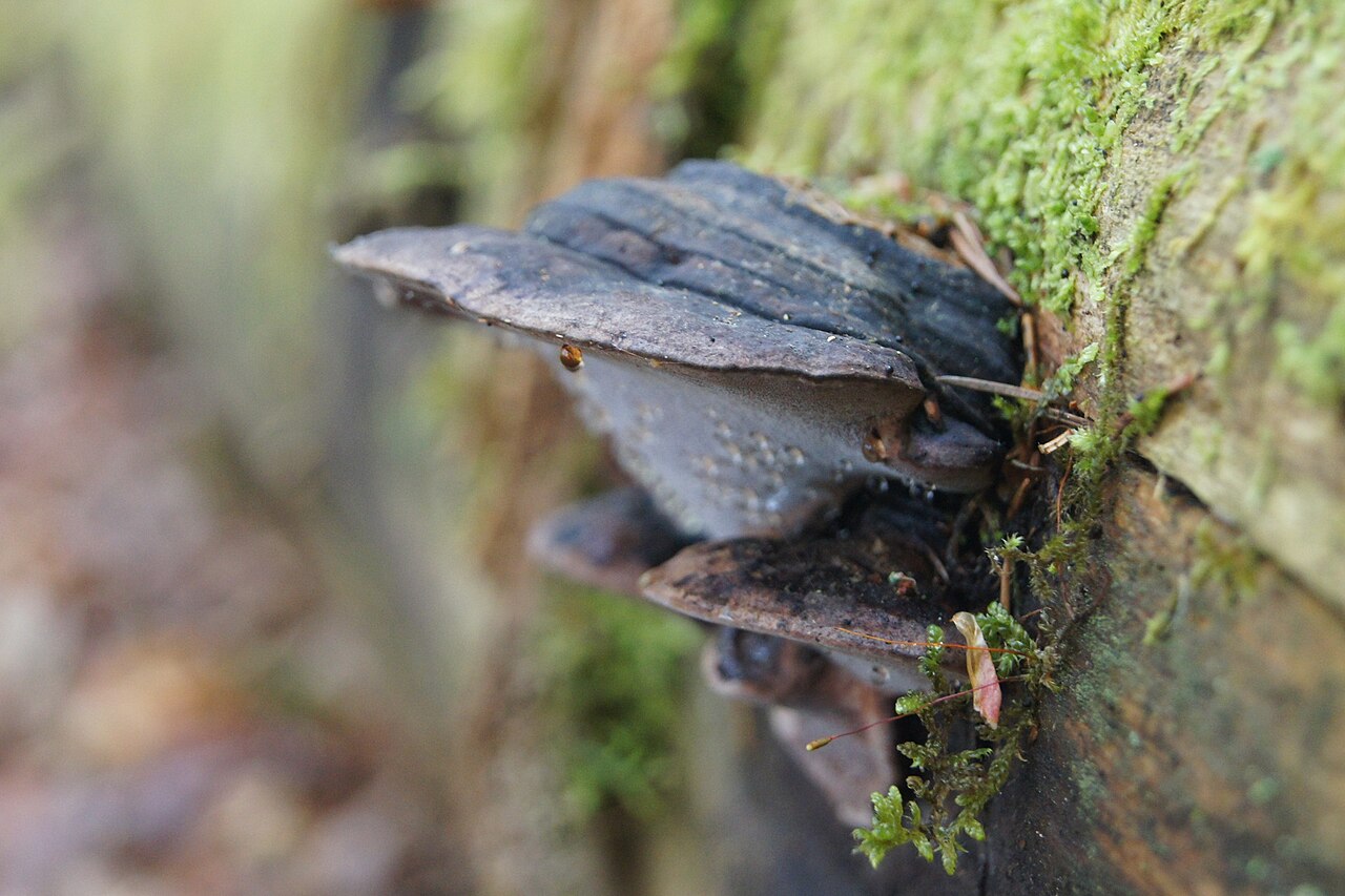 Fomitopsis rosea