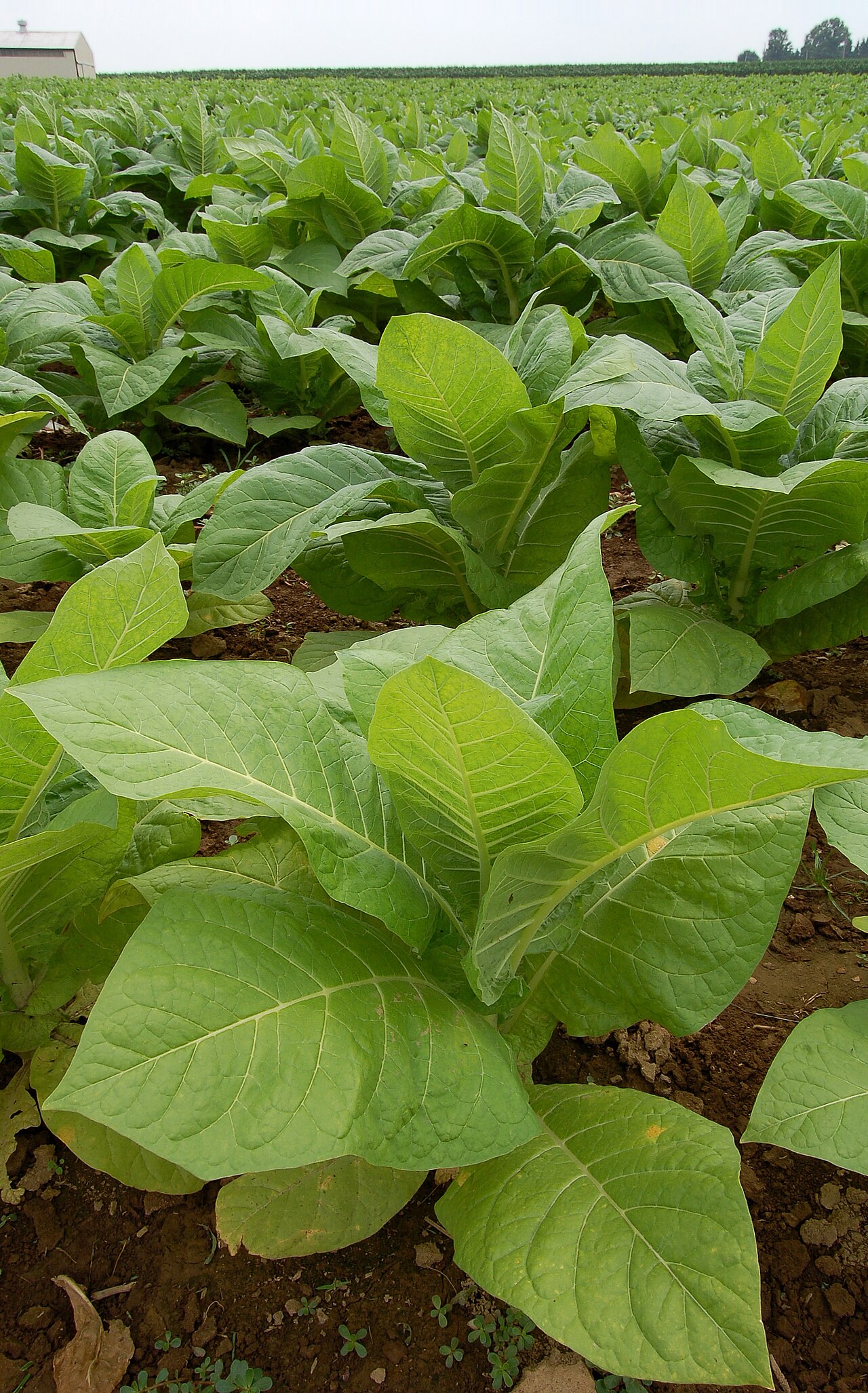 Nicotiana tabacum