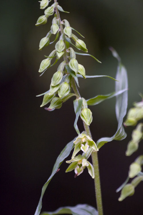Epipactis phyllanthes