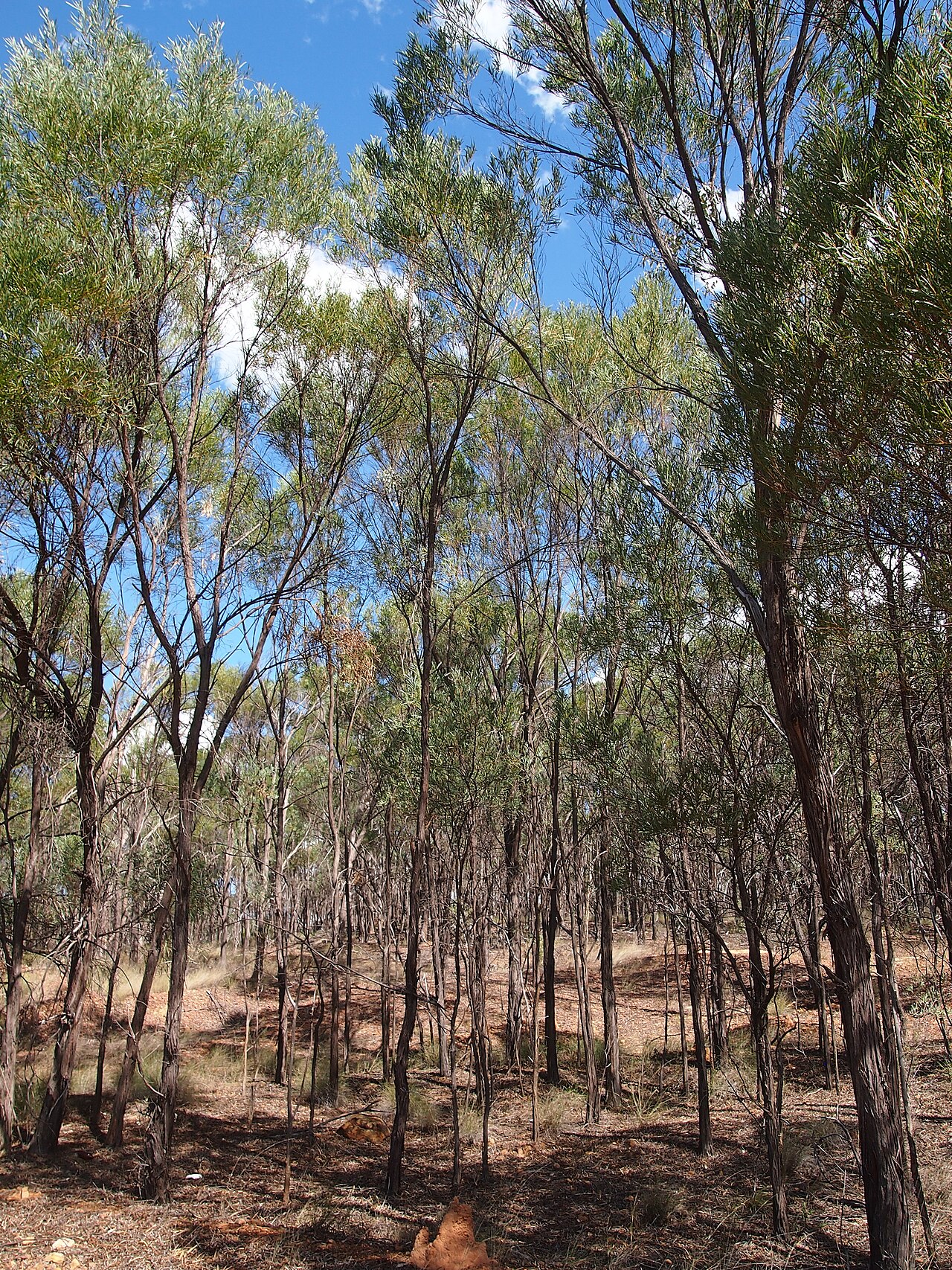 Acacia shirleyi
