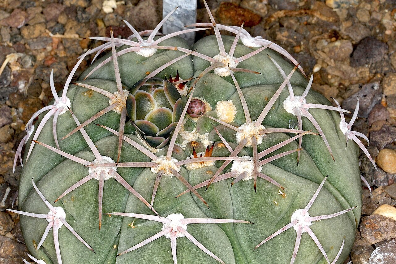 Gymnocalycium bayrianum