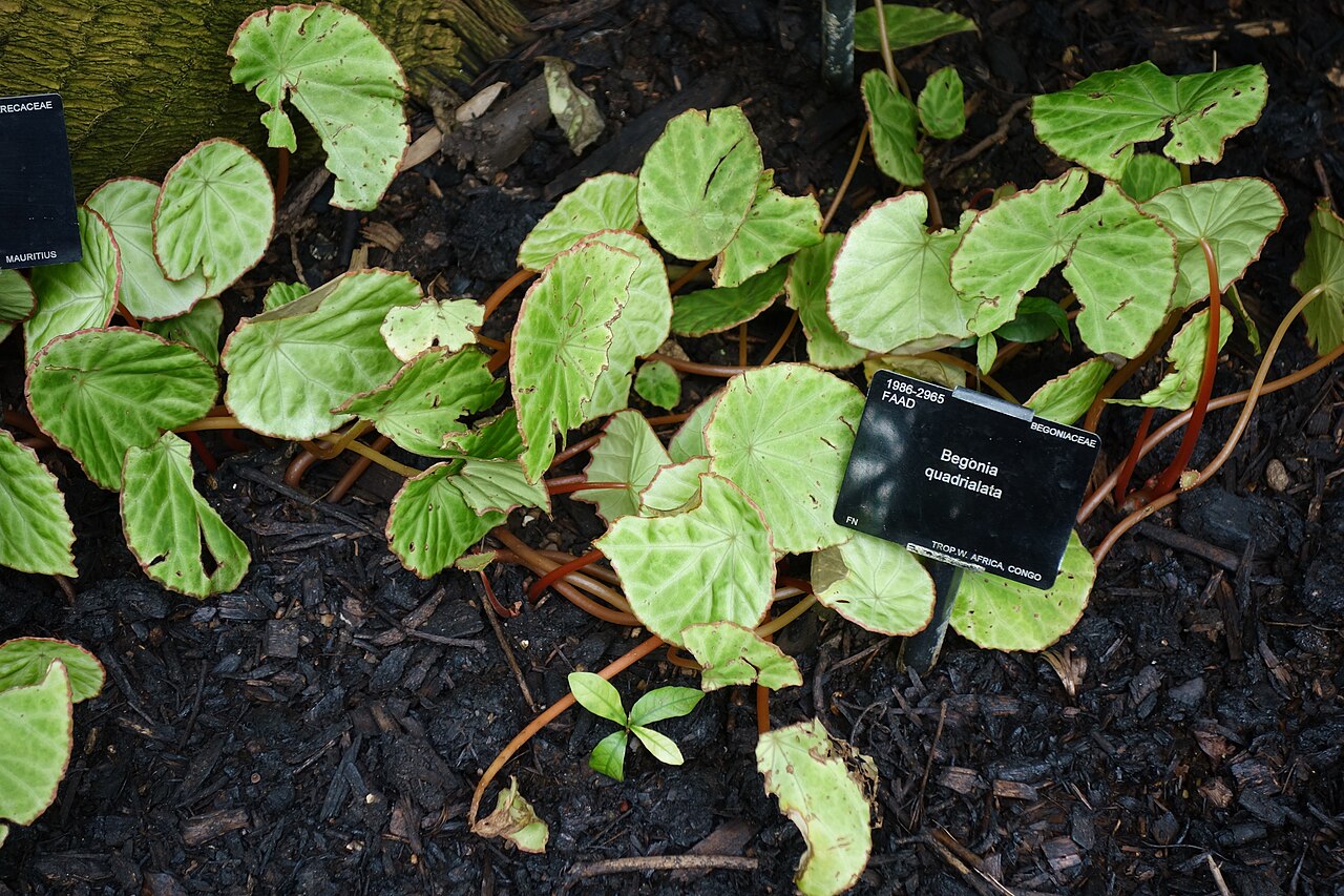 Begonia quadrialata