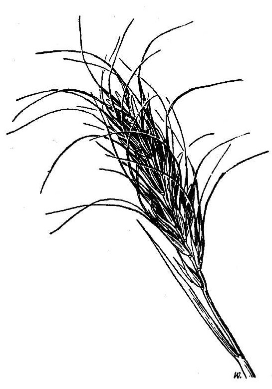 Elymus scribneri