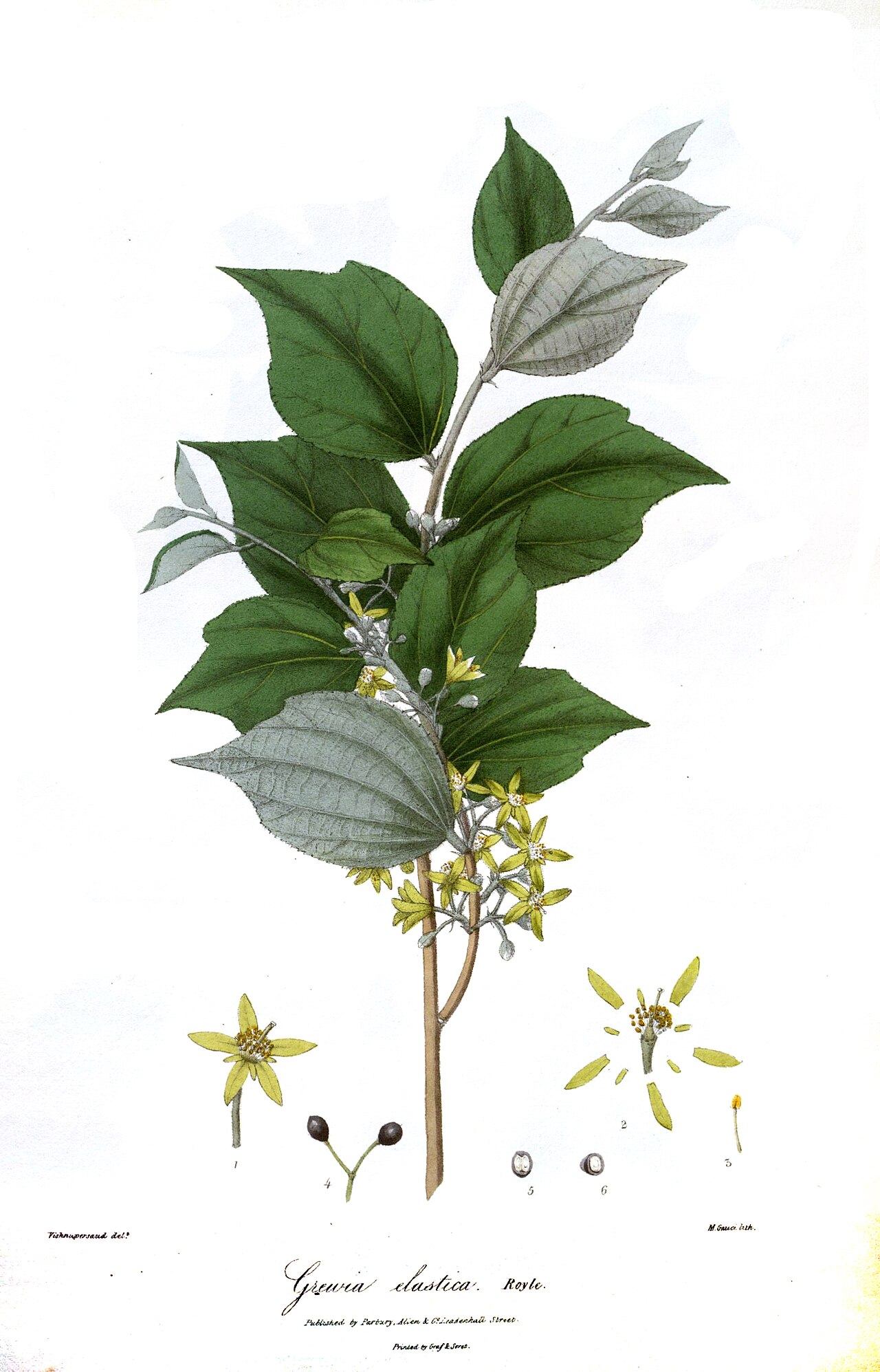 Grewia eriocarpa