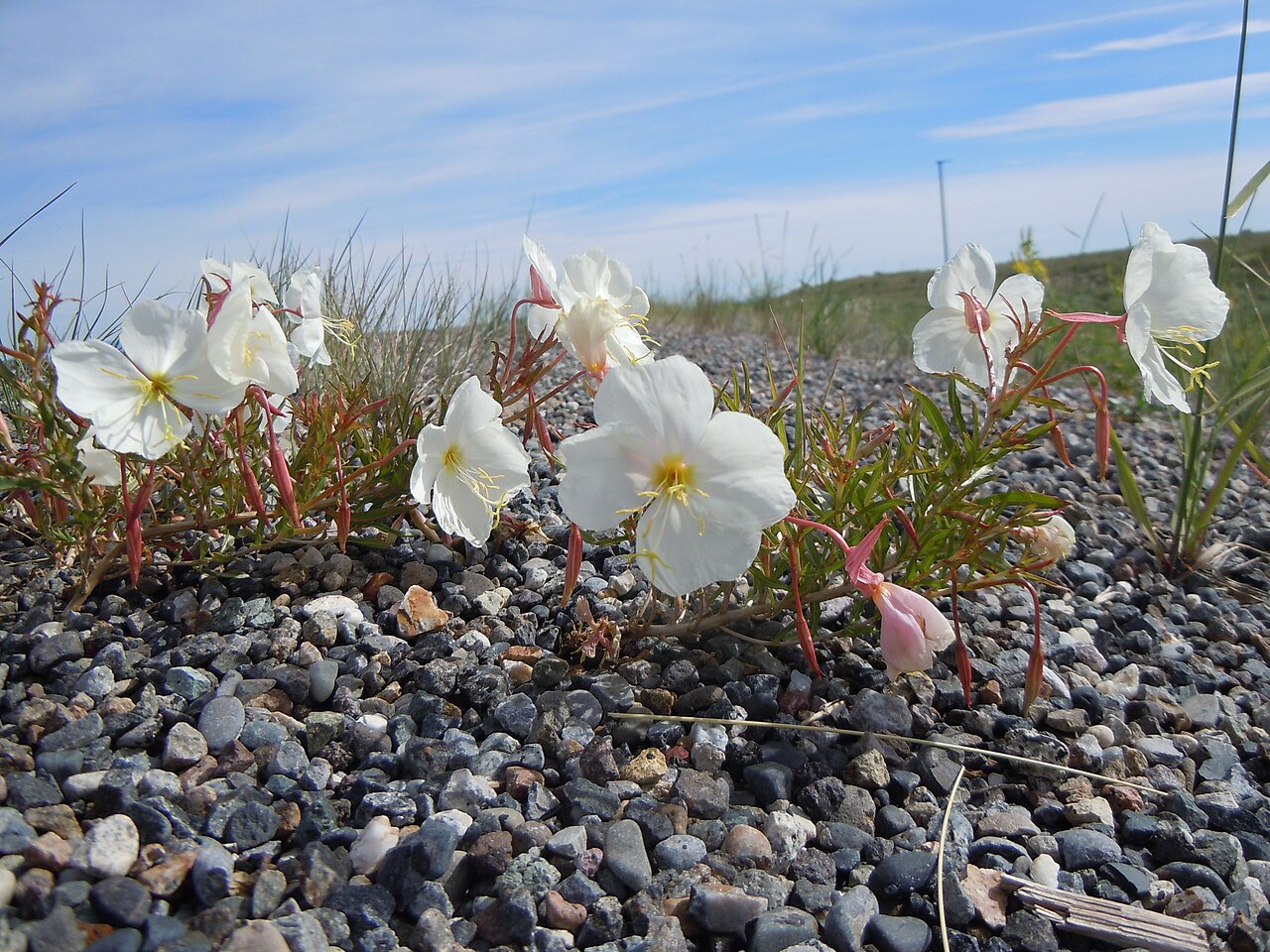 Oenothera pallida