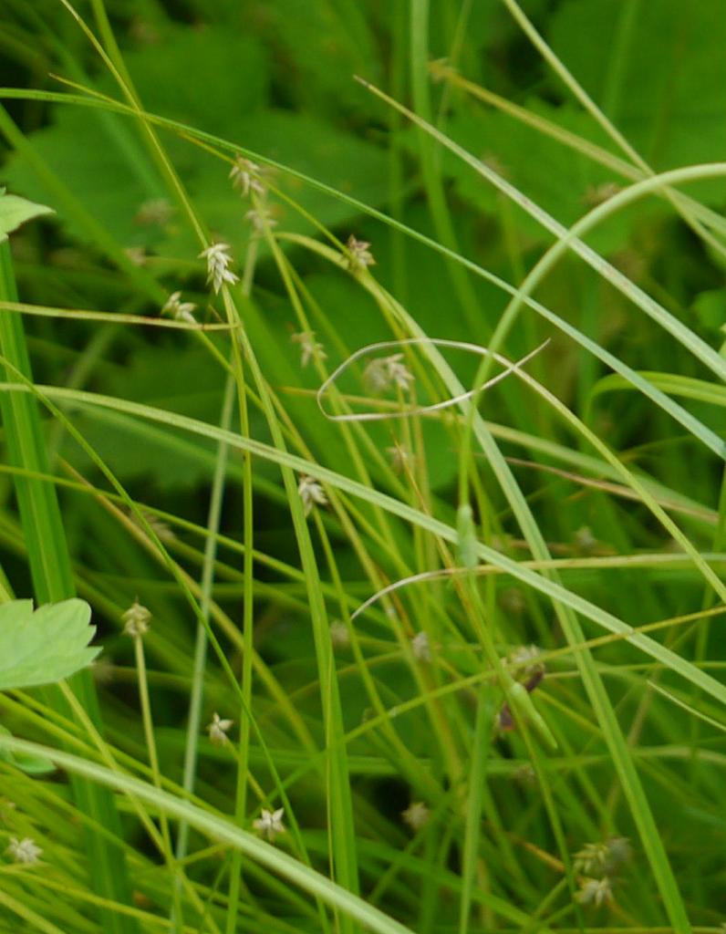 Carex uda