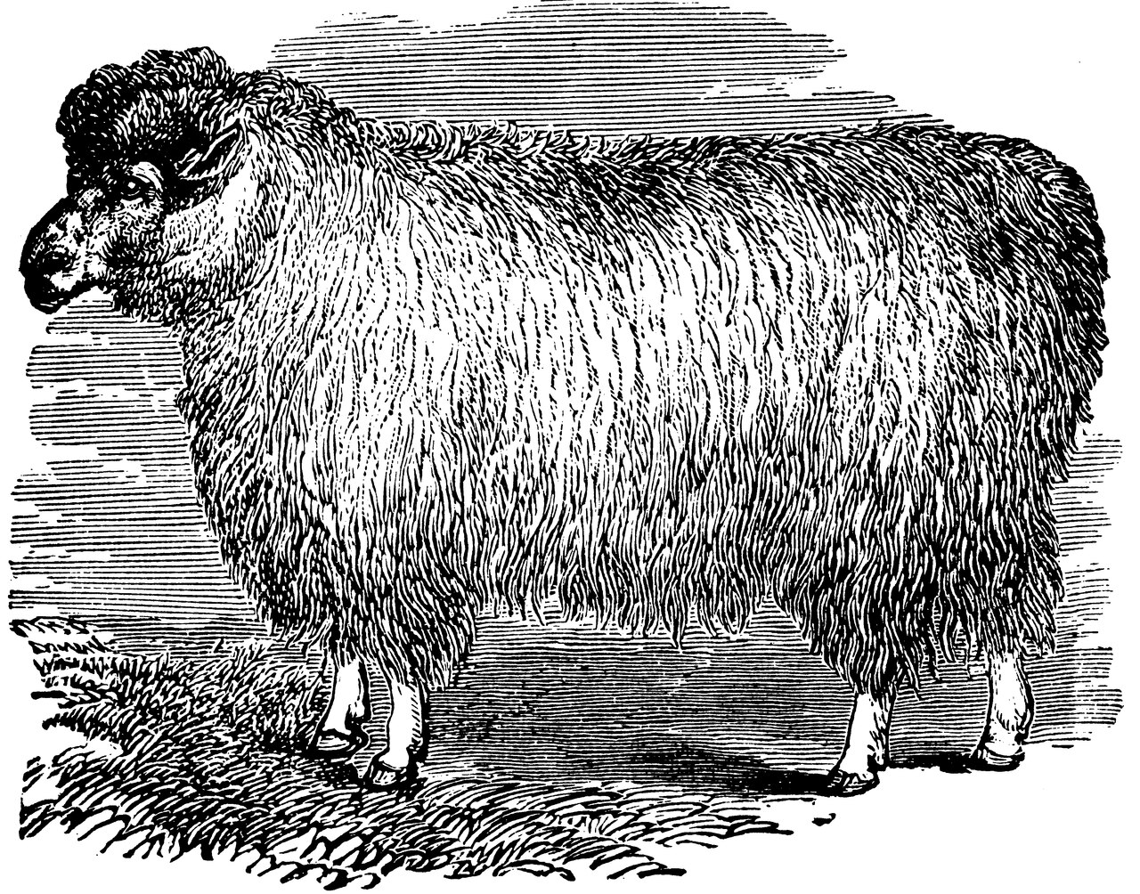 Cotswold