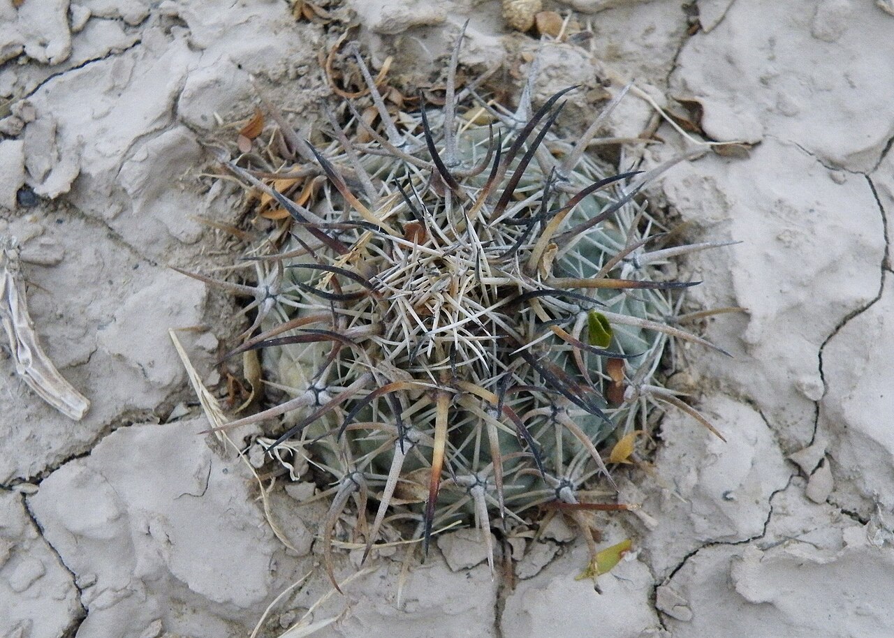 Coryphantha difficilis